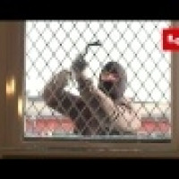 Verglastes Fixelement ADLO mit Dreifachsicherheitsglas mit Ausgitterung